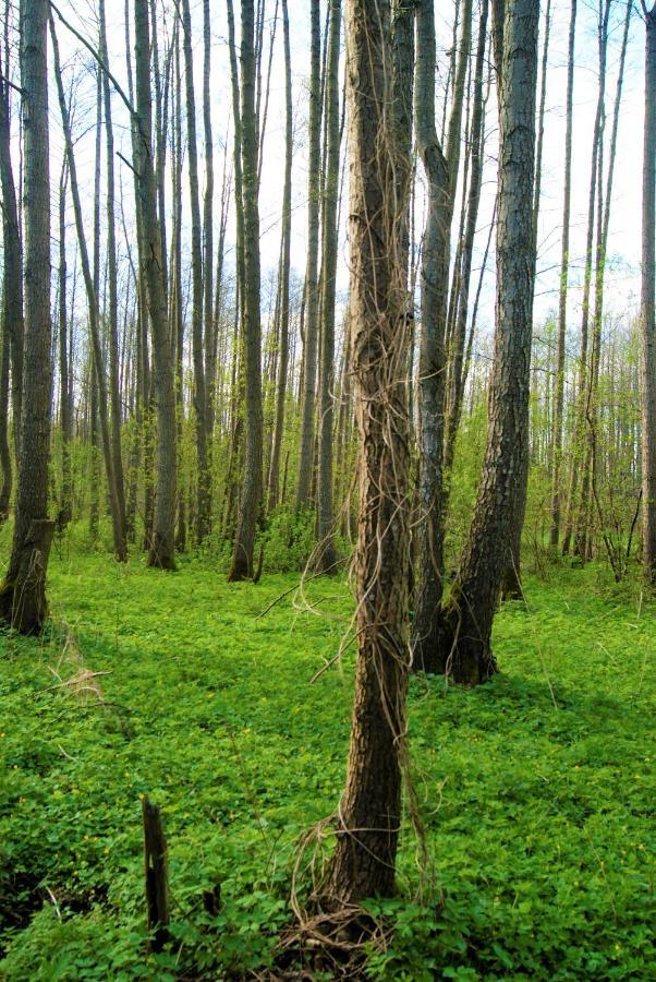 Losiowate Gospodarstwo Agroturystyczne Rybaki  Exterior photo